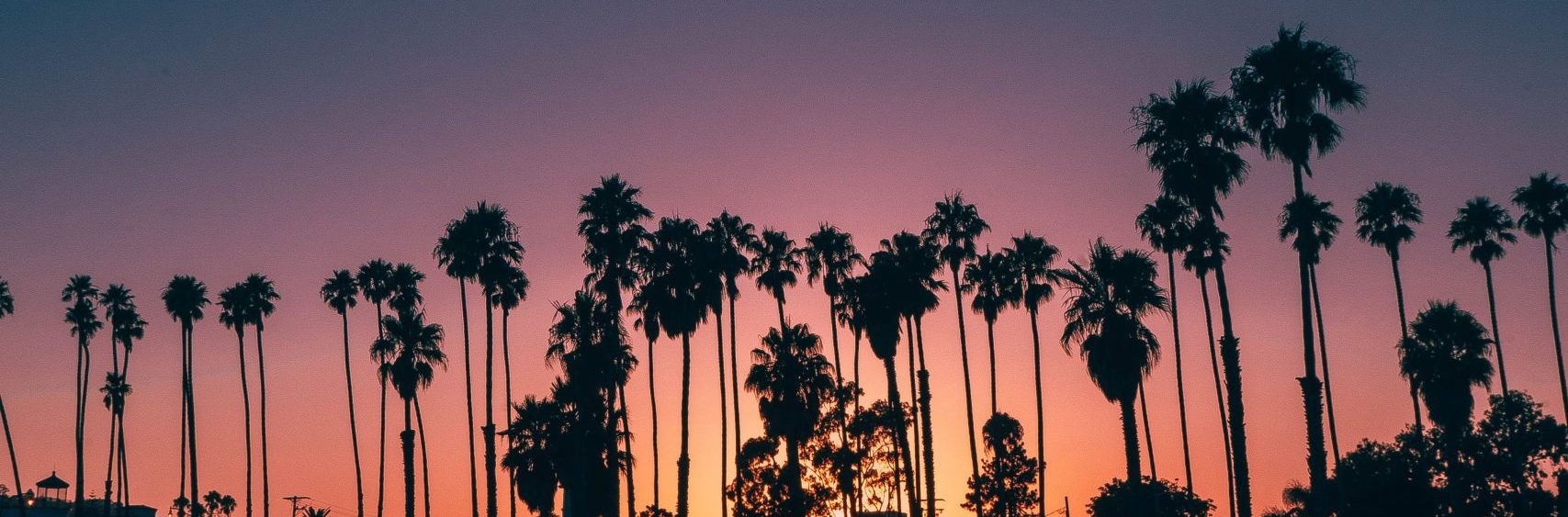 palm trees at sunset